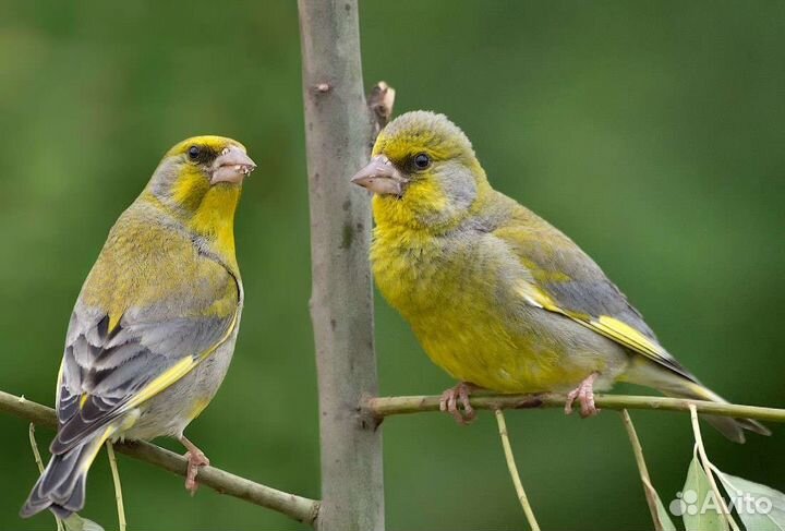 Щеглы, снегири, щуры