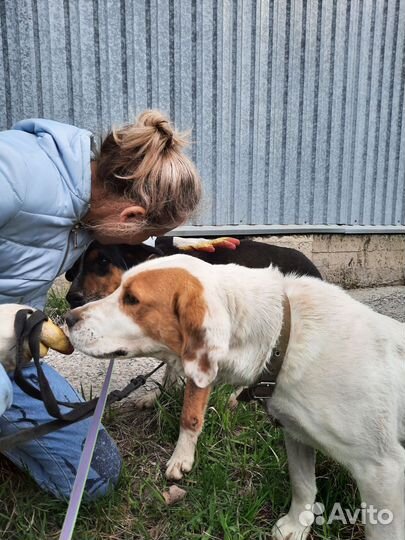 Собака в добрые руки