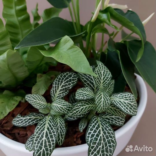 Композиция Комнатные растения Тюмень