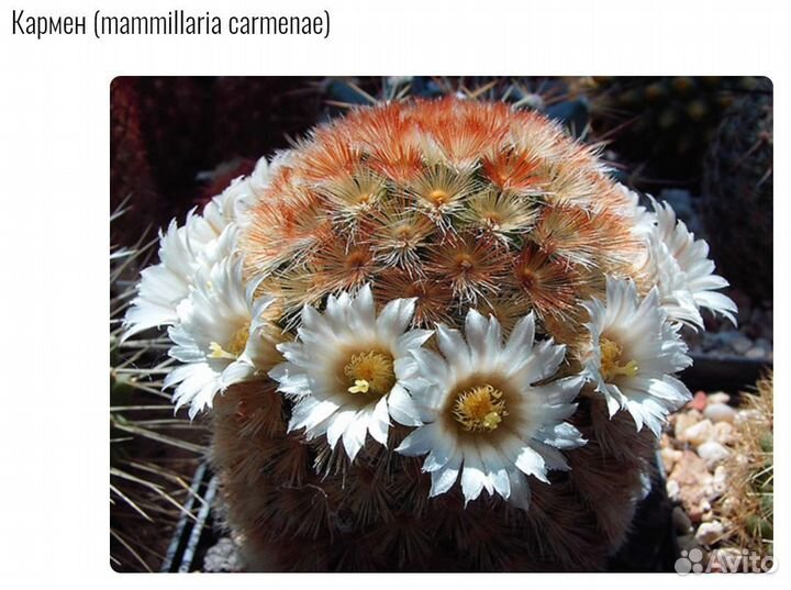 Кактус Маммилярия Кармен