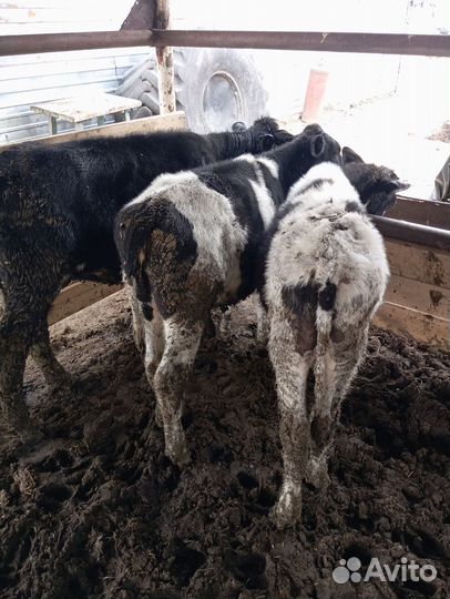 Продам бычков