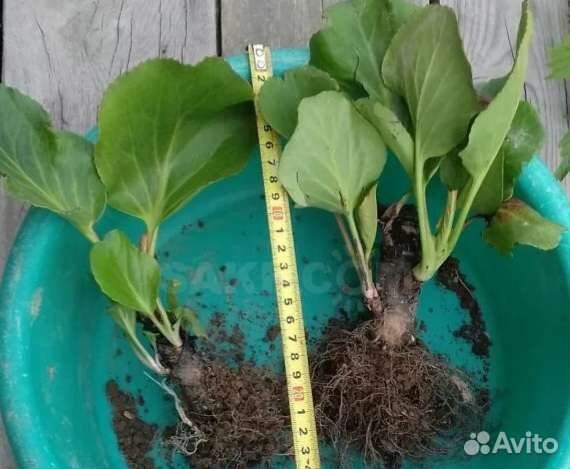 Бадан (рассада)