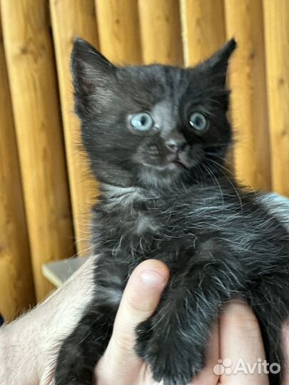 Котенок
