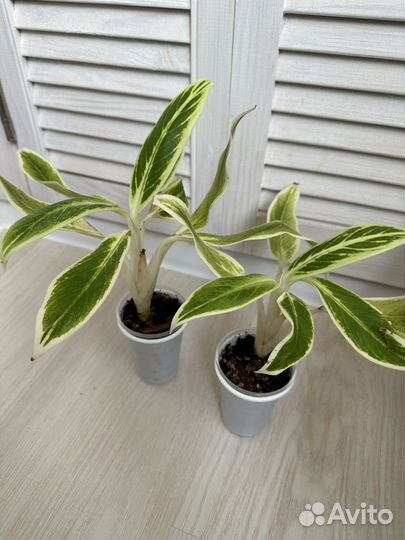 Аглаонема липстик грин