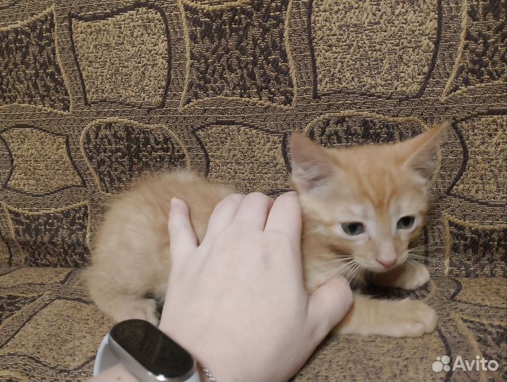 Рыжий котёнок мальчик, 2 мес