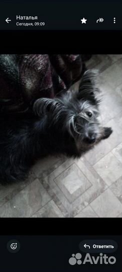 Йорик в добрые ручки 1 год