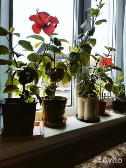 Роза китайская от 350 и пальма от 500