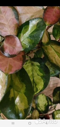 Хойя Лиза,Хойя Кримсон Квин, Плектрантус-мята