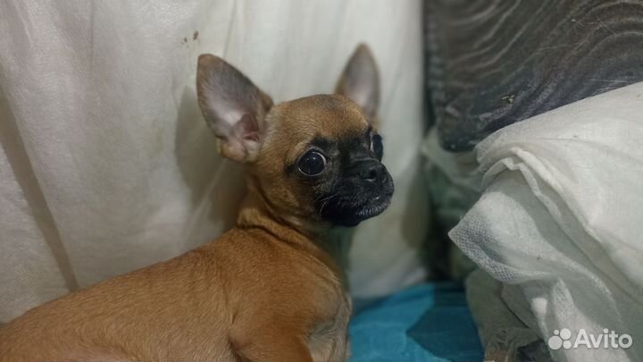Чихуахуа щенок