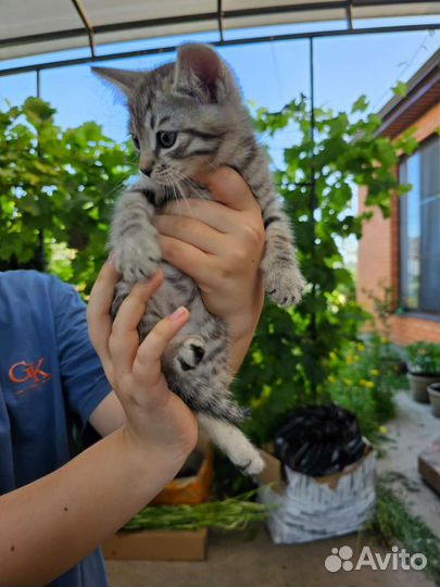 Кошки в добрые руки бесплатно