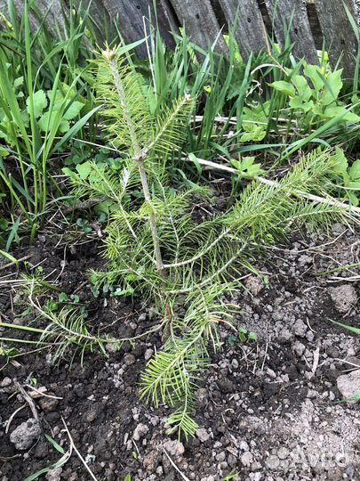 Пихта сибирская