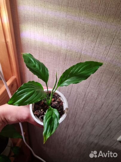 Комнатные растения