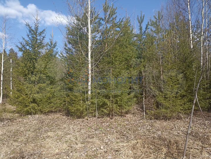 Участок 10 сот. (ИЖС)