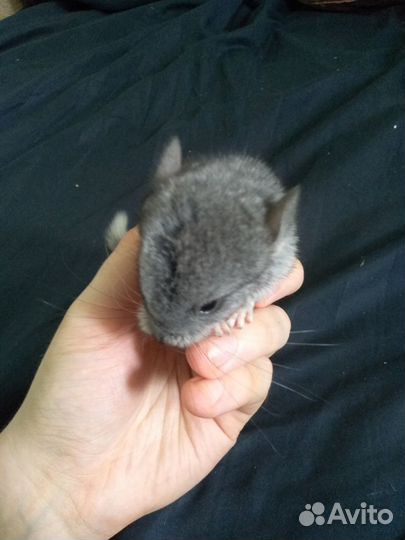 Шиншиллы Бархатная пастель