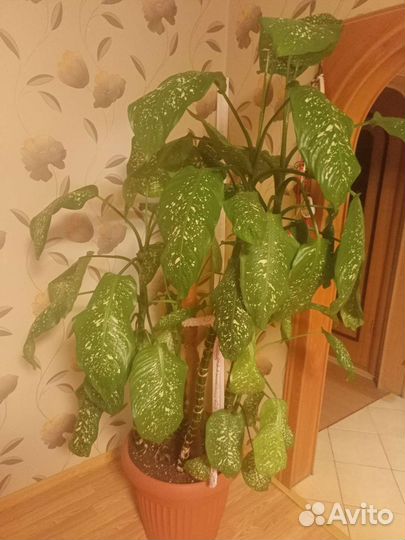 Диффенбахия