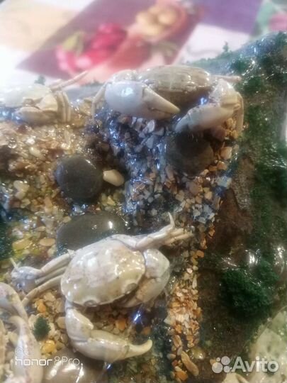 Сувениры с крабами ручная работа для коллекции
