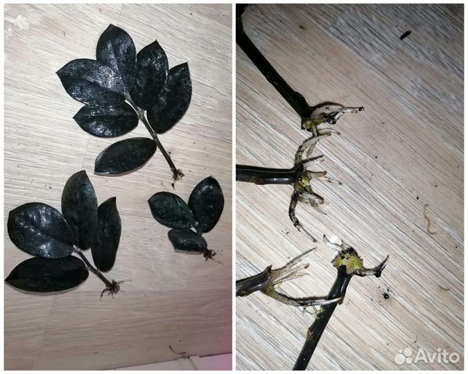 Сансевиерия лаурентия, коралл, тайгер, зейланика