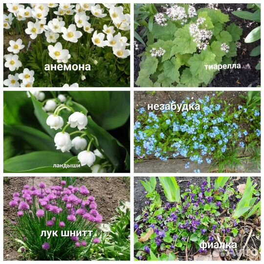 Цветы многолетник калла пион ирис карликовый