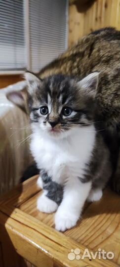 Котенок
