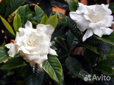 Гардения жасминовидная