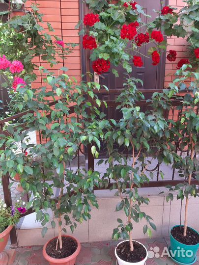 Фикус бенджамина большой