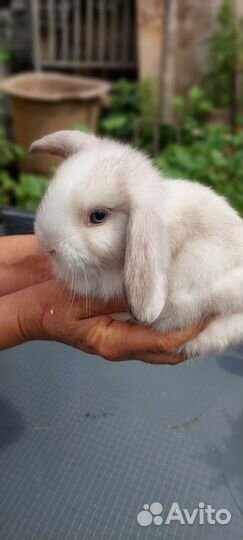 Крольчата месячные, карликовые