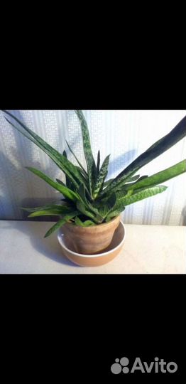 Цветы комнатные