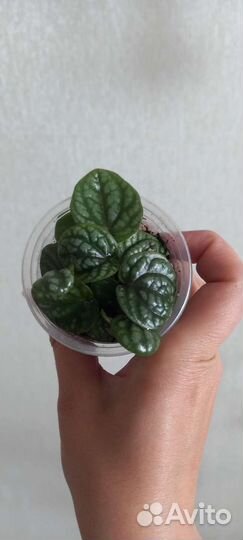 Комнатные растения цветы обновление 20.06.23