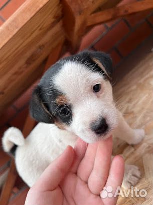 Щенки джек рассел терьер