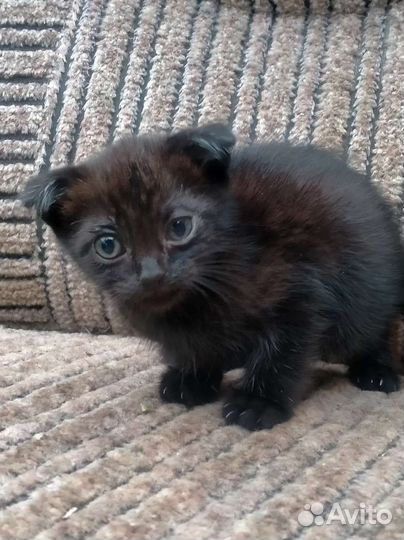 Котенок вислоухий