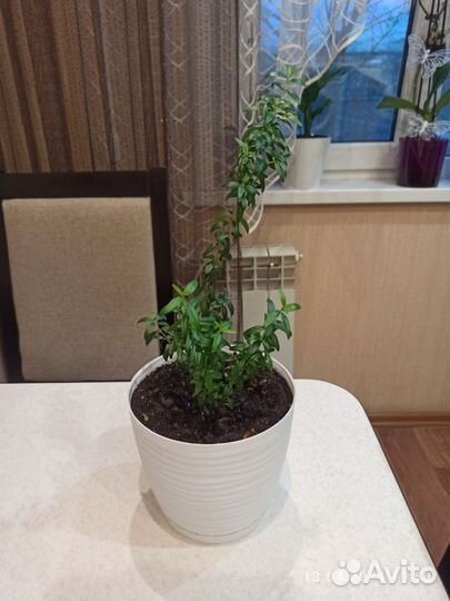 Комнатные цветы мирт