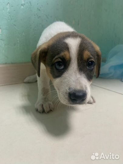 Бэлла ищет дом