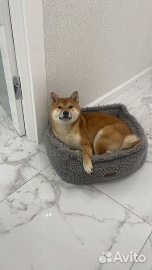 Собака сиба ину