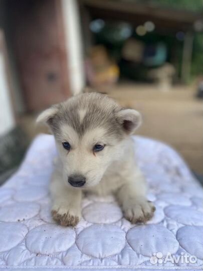 Девочка маламут