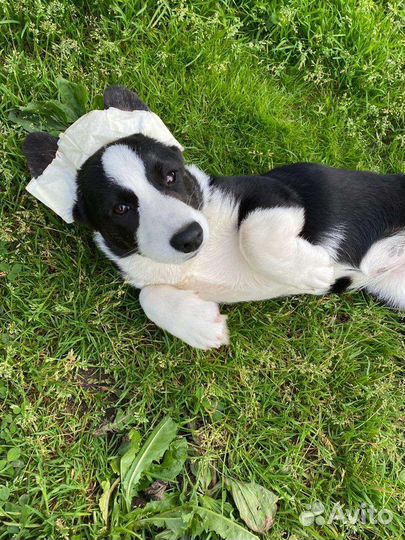 Вельш-корги