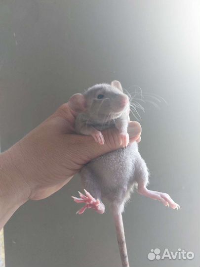 Крысята дамбо