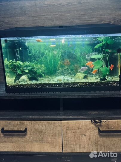 Аквариум с рыбками
