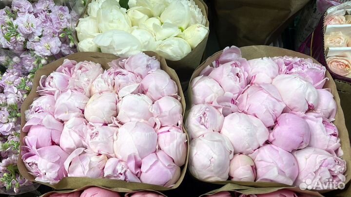 Пионы 9 15 25 51 101 пион с доставкой Букеты Цветы