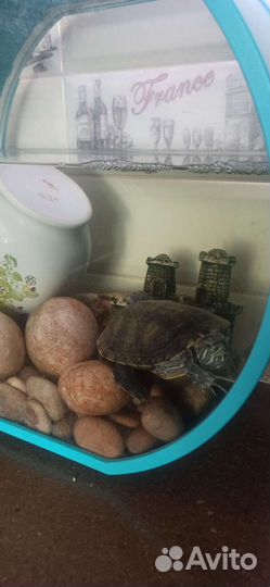 Красноухая черепаха с аквариумом
