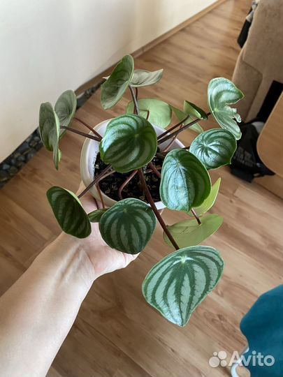 Пеперомия арбузная