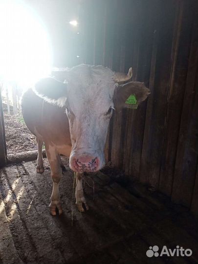 Корова дойная