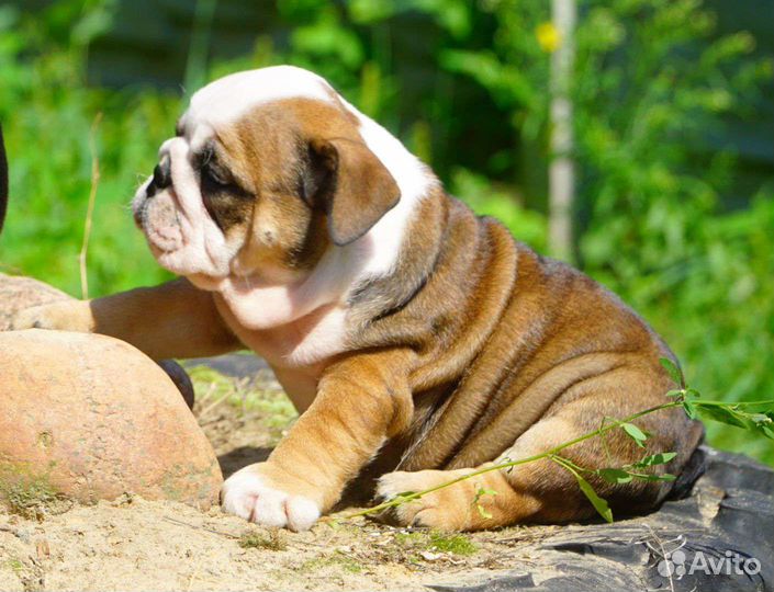 Английский бульдог,прекрасные девочки