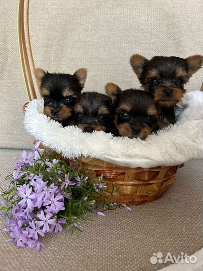 Йоркширский терьер