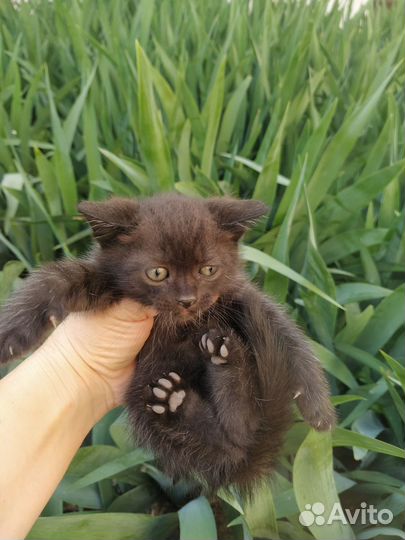 Котята в добрые руки бесплатно