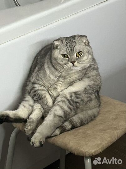 Кошка бесплатно