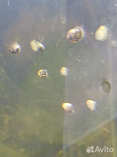 Рыбки, растения, улитки, живые корма