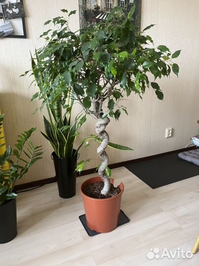 Комнатные цветы бесплатно