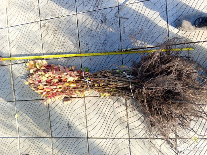 Кизильник блестящий сеянцы