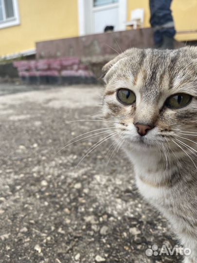 Вислоухие котята в добрые руки