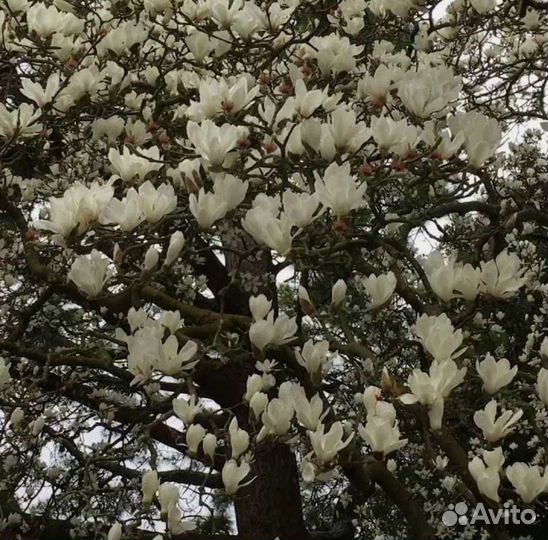 Магнолия кобус